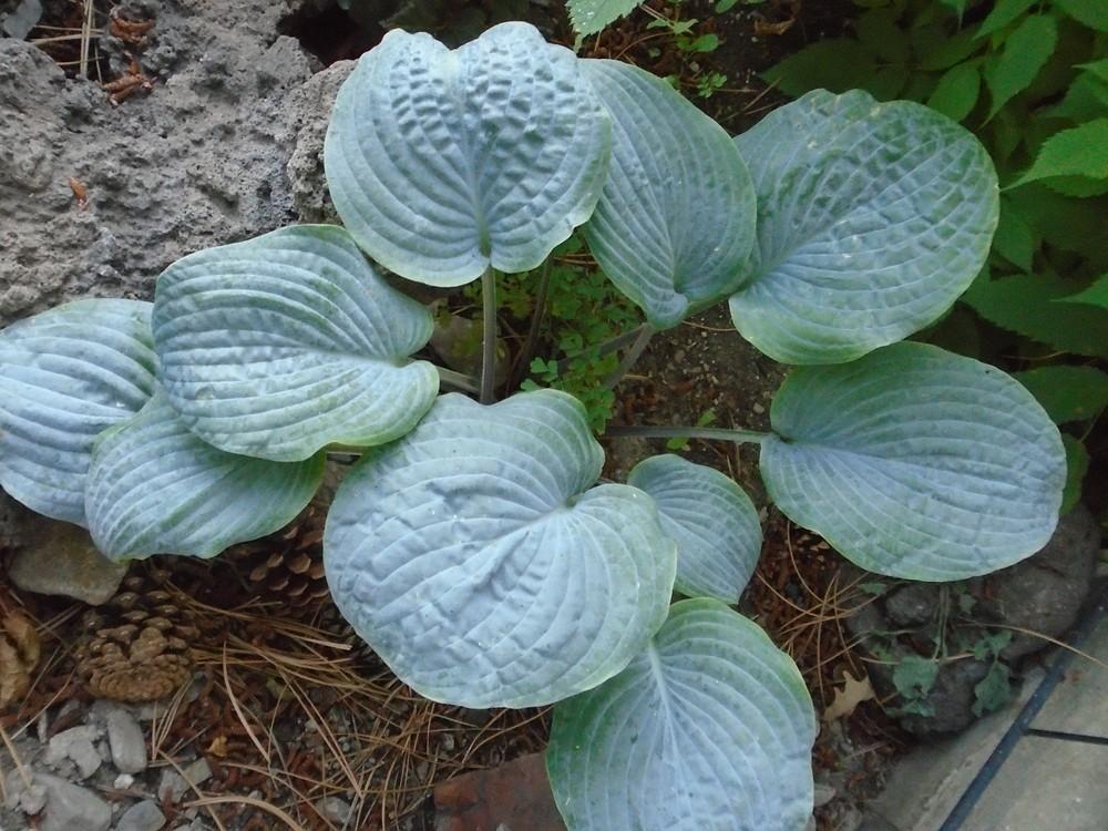 Hosta 'Blueberry Waffles' in the Hostas Database