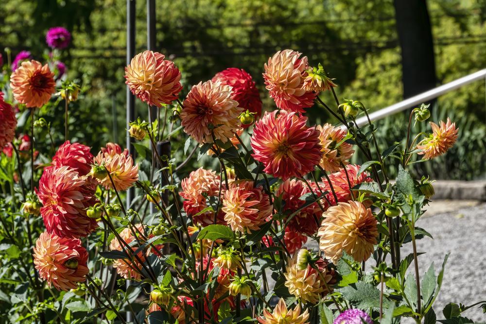 Photo of the bloom of Dahlia 'Irish Pinwheel' posted by arctangent