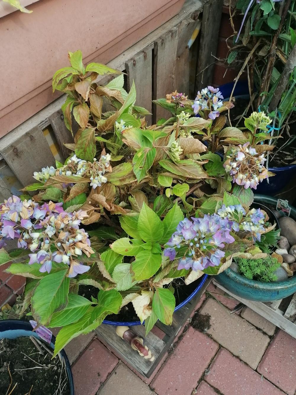 Help my hydrangea is dying in the Hydrangeas forum