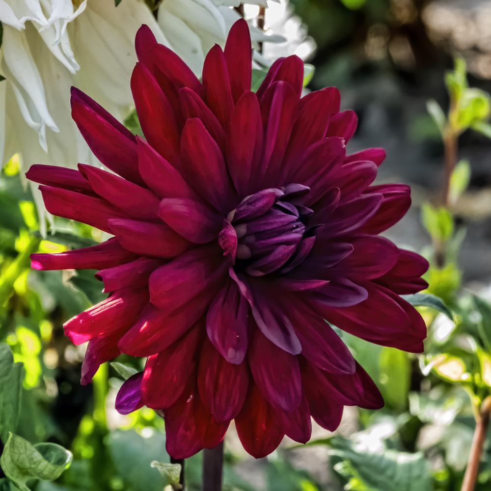 Dahlia 'Mathew Alan' in the Dahlias Database