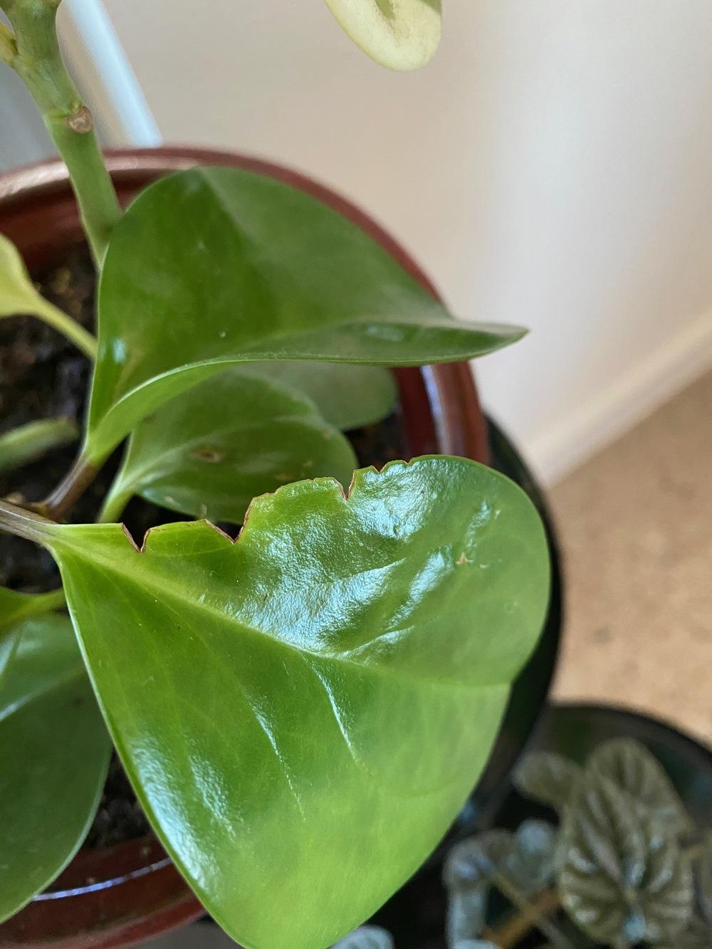 What is eating my houseplants? in the Ask a Question forum