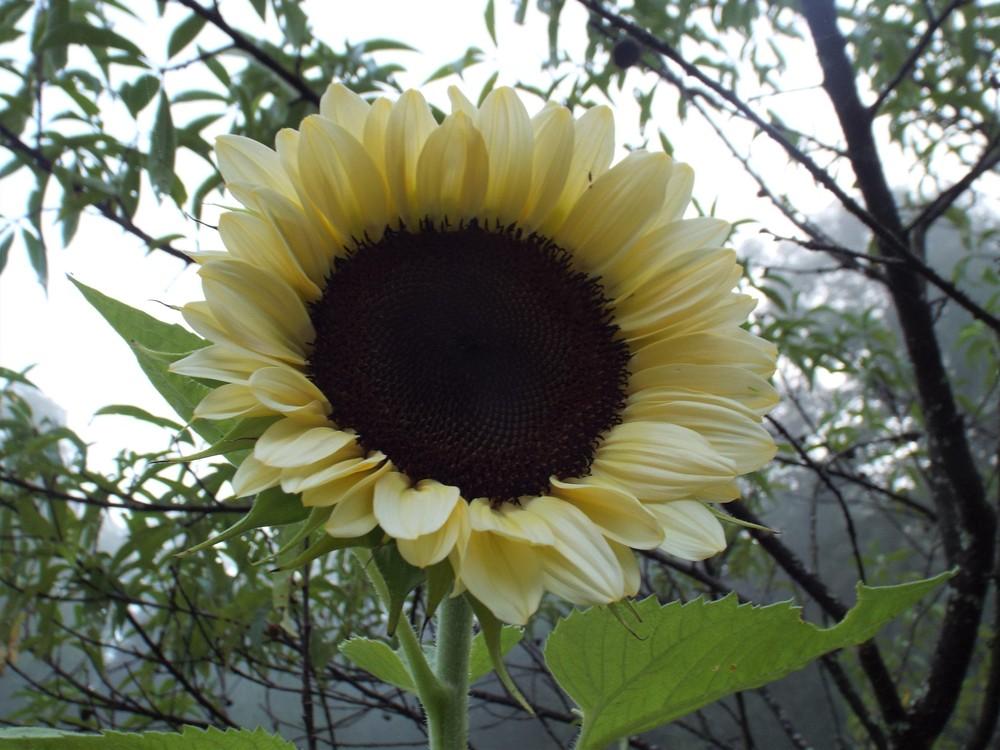 Sunflower (Helianthus annuus ProCut® White Nite) in the Sunflowers