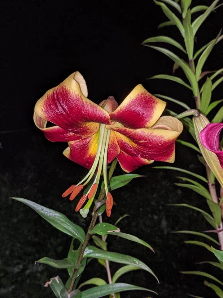 Lily (Lilium 'Robert Swanson') in the Lilies Database