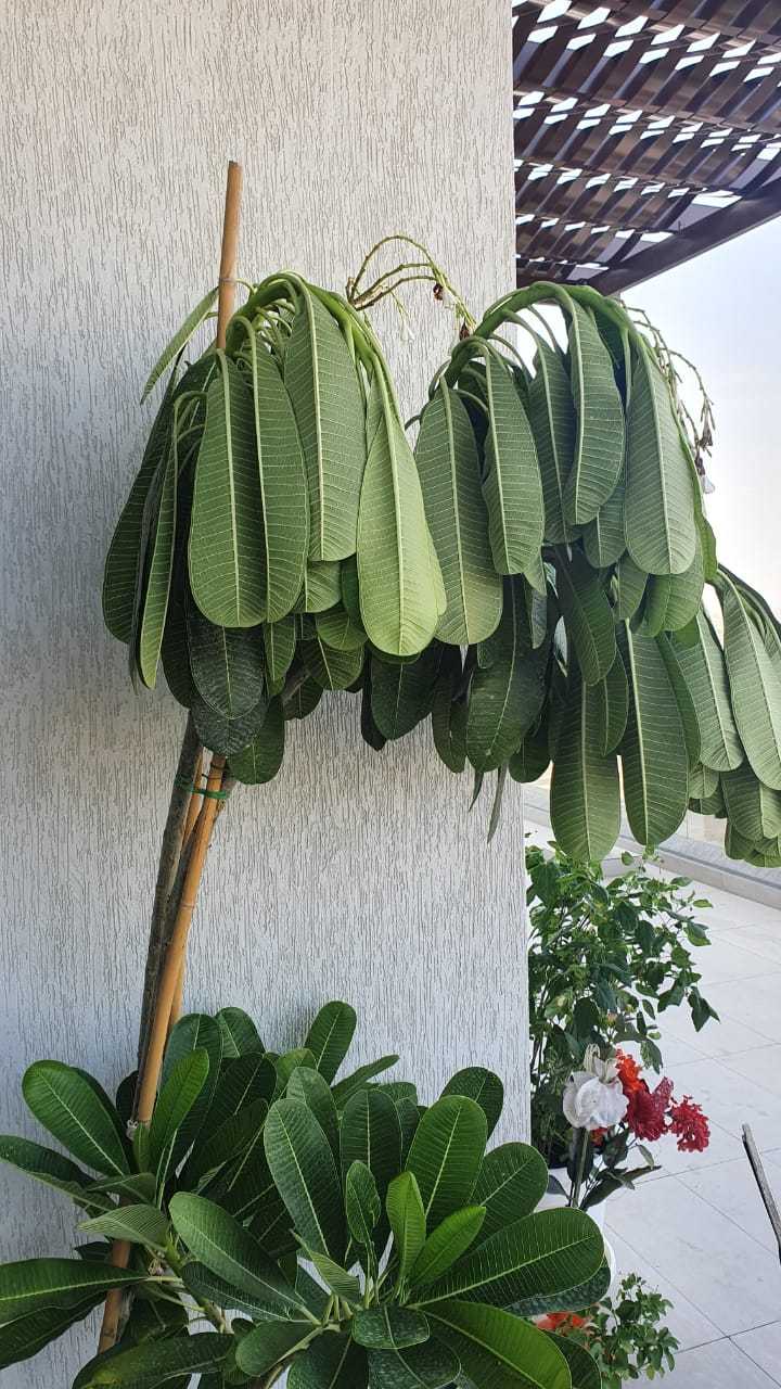 Please help guysmy pluemria leaves are drooping after repotting in