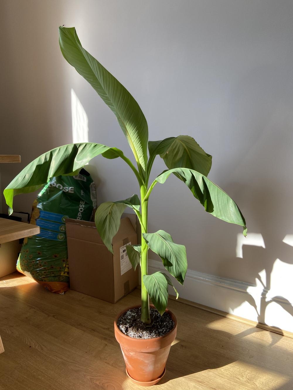 Tropicals Forum Dwarf Cavendish Leaves Are Drooping Garden Org