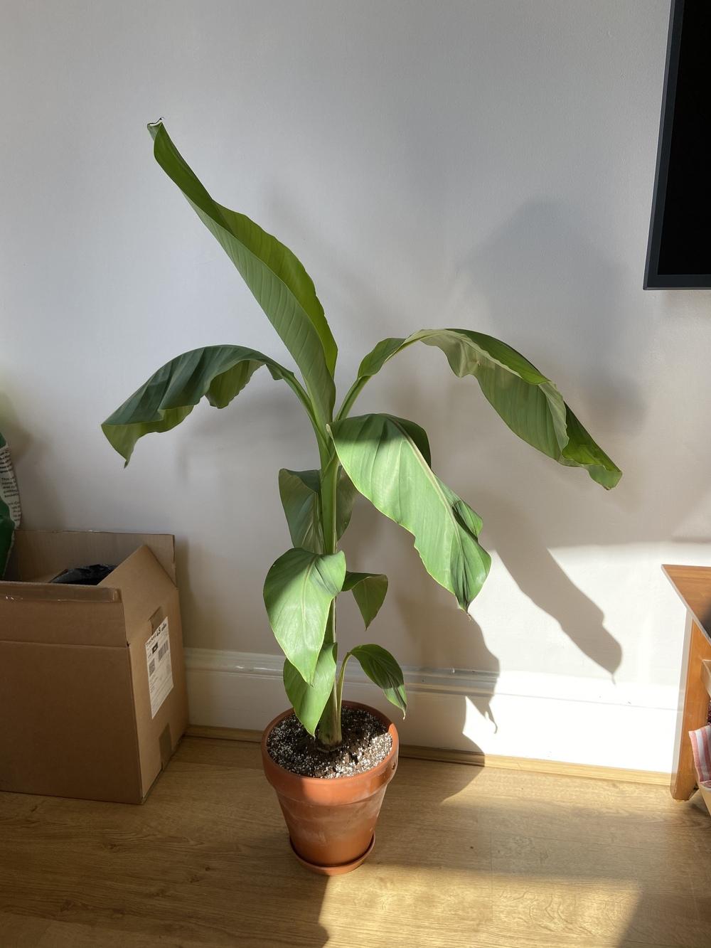 Tropicals Forum Dwarf Cavendish Leaves Are Drooping Garden Org