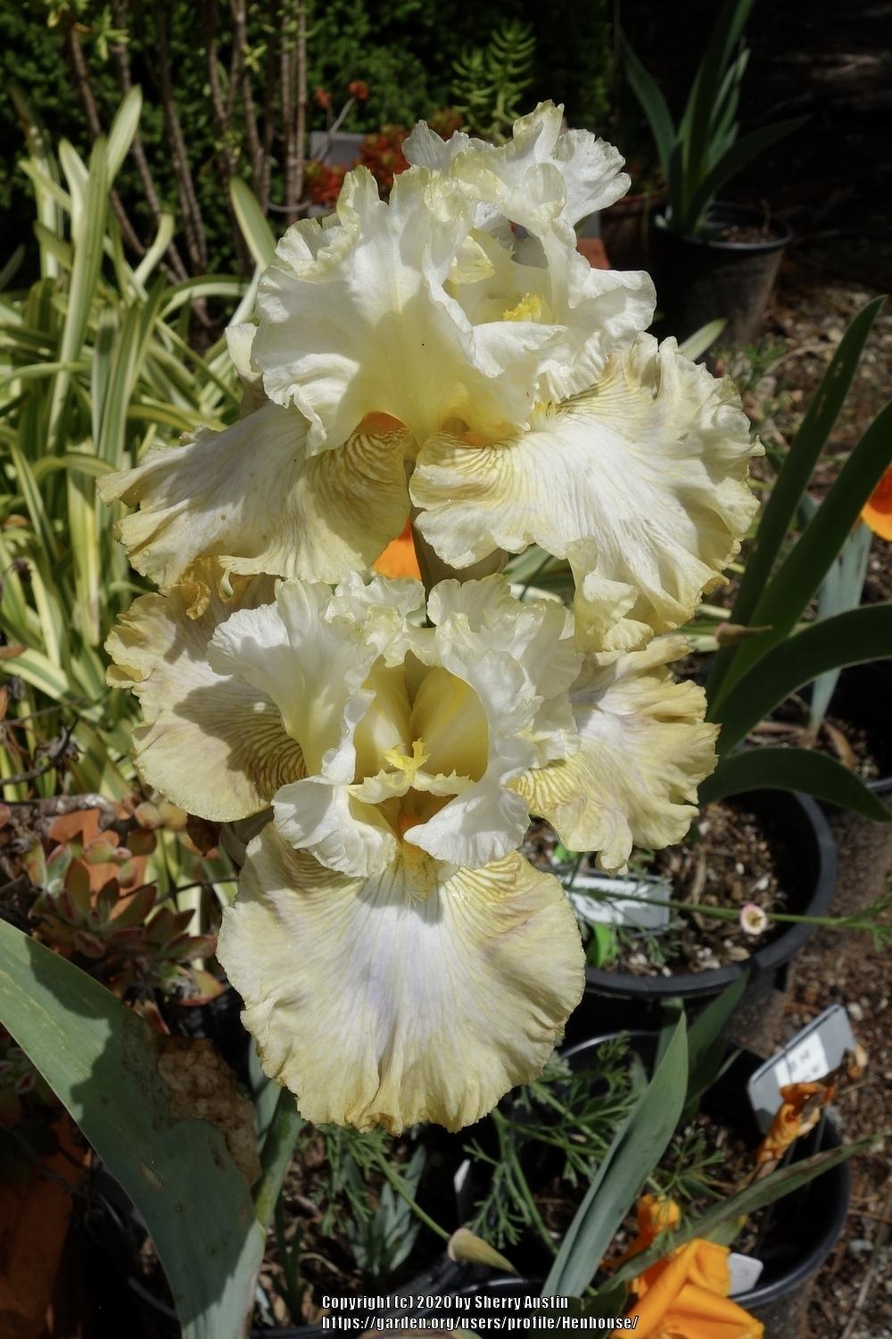 Photo of the bloom of Tall Bearded Iris (Iris 'Banana Daiquiri') posted