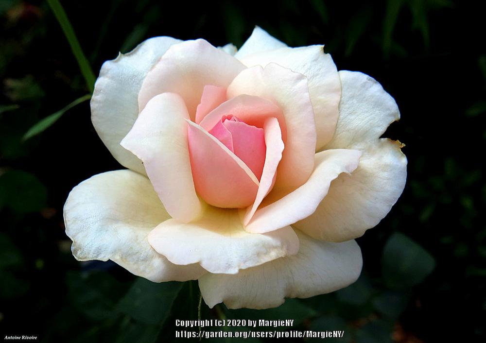 Rose (Rosa 'Antoine Rivoire') in the Roses Database