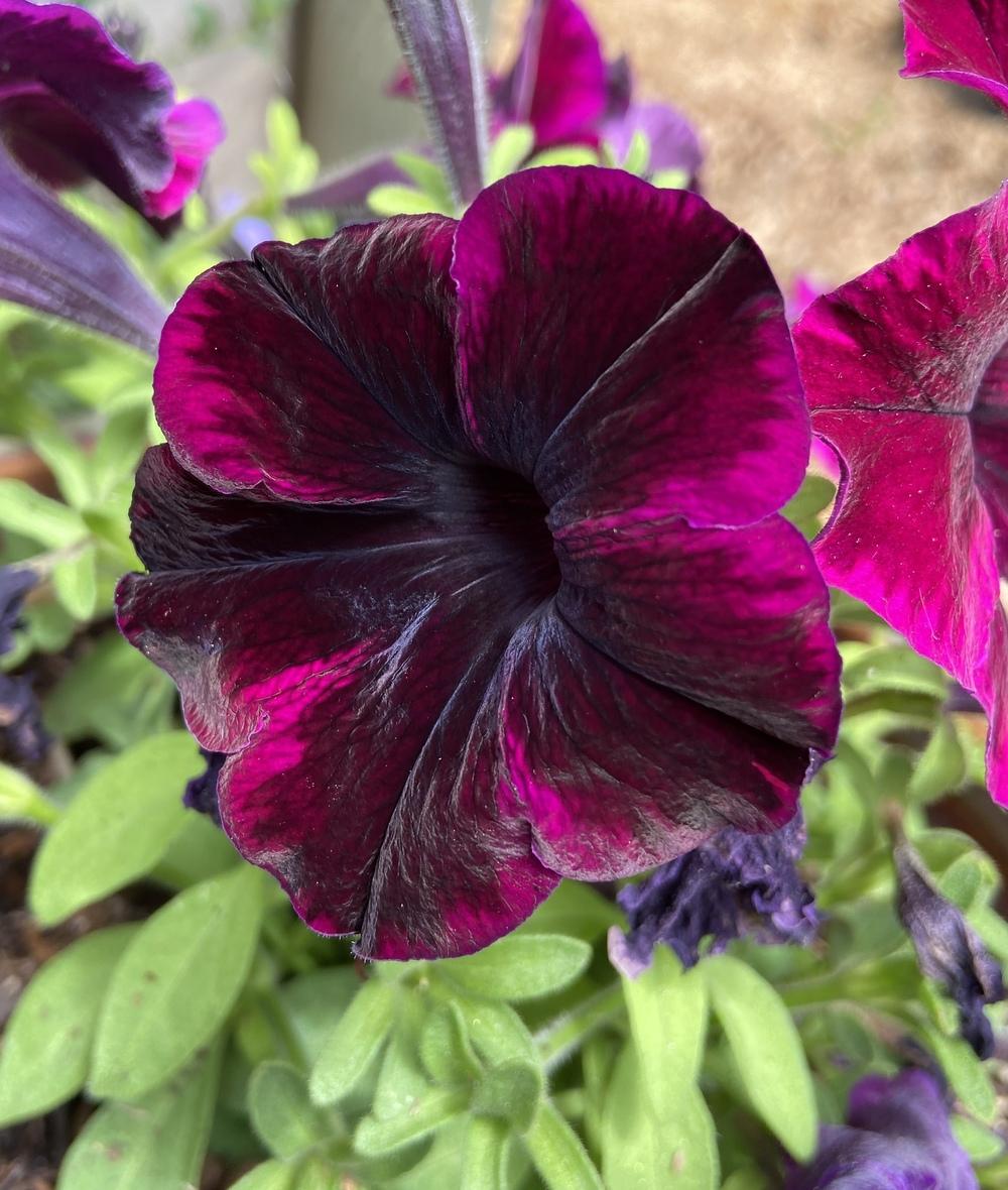 Petunia Crazytunia® Cosmic Purple in the Petunias Database - Garden.org