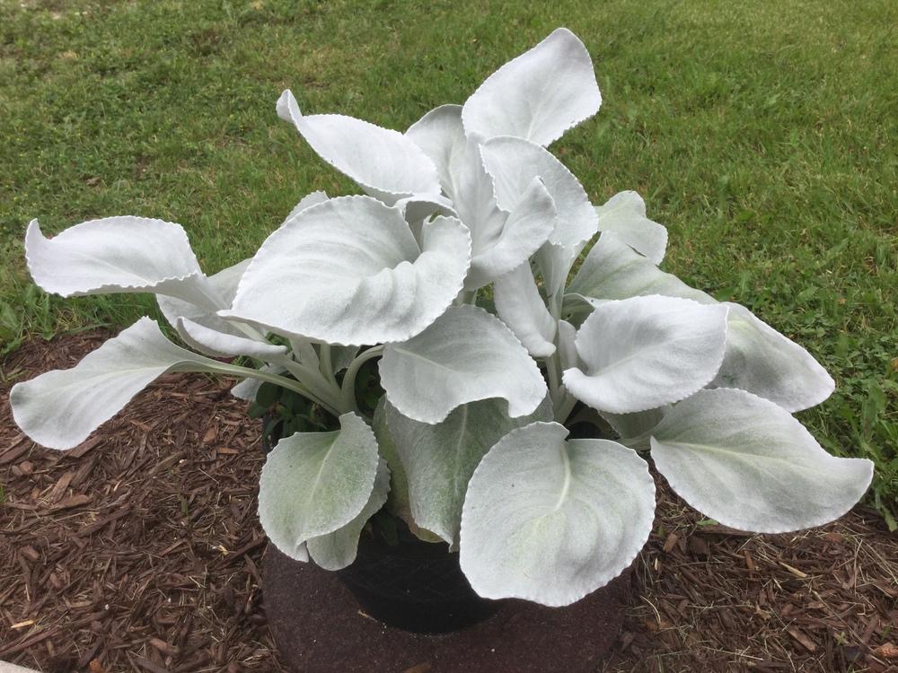 Senecio Candidans Angel Wings ShiningWhite Ragwort Evergreen Perennial