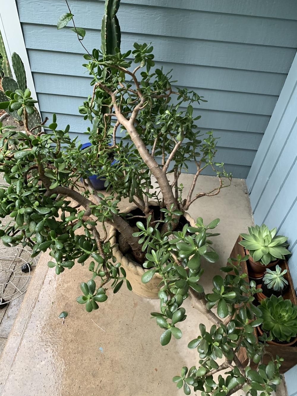 Repotting/dividing 2530 yr old Jade plant. in the Ask a Question forum