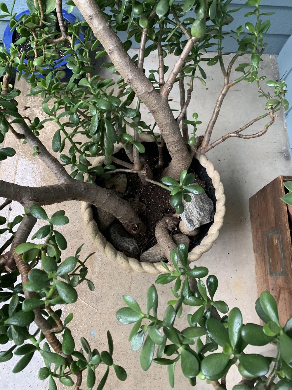 Repotting/dividing 2530 yr old Jade plant. in the Ask a Question forum