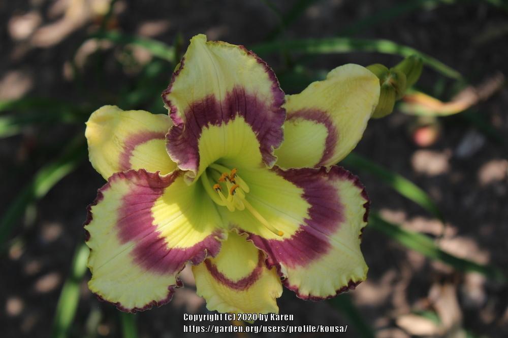 Photo of the bloom of Daylily (Hemerocallis 'Violet Stained Glass