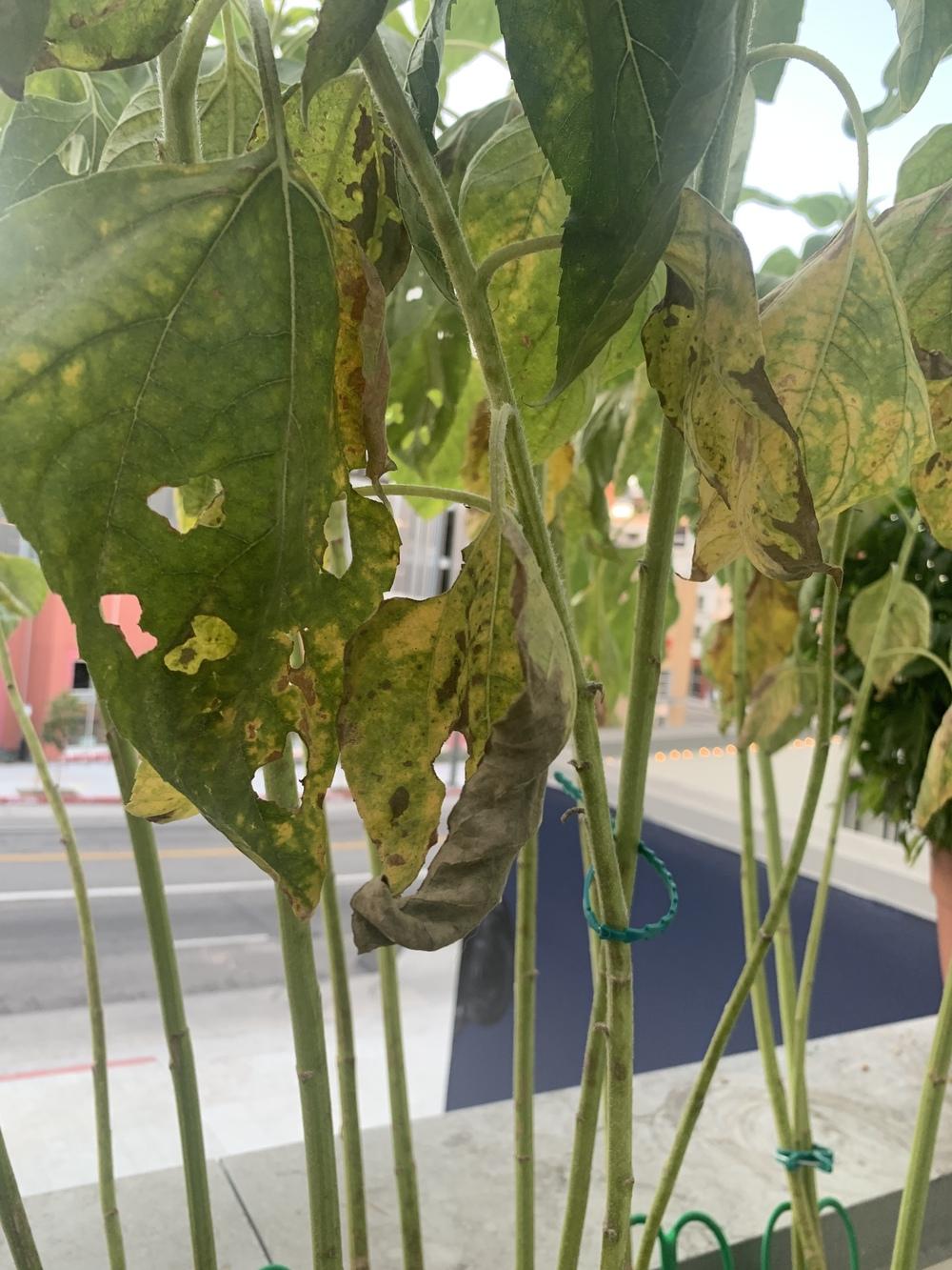 What's Killing My Mammoth Sunflowers? in the Houseplants forum