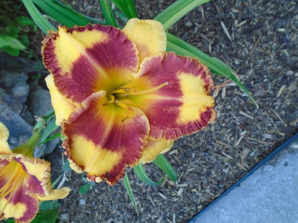 Photo of the bloom of Daylily (Hemerocallis 'Fashion Rings') posted by
