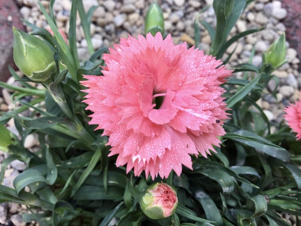 Dwarf Hardy Carnation (Dianthus Sunflor® Mimi) in the Dianthus Database