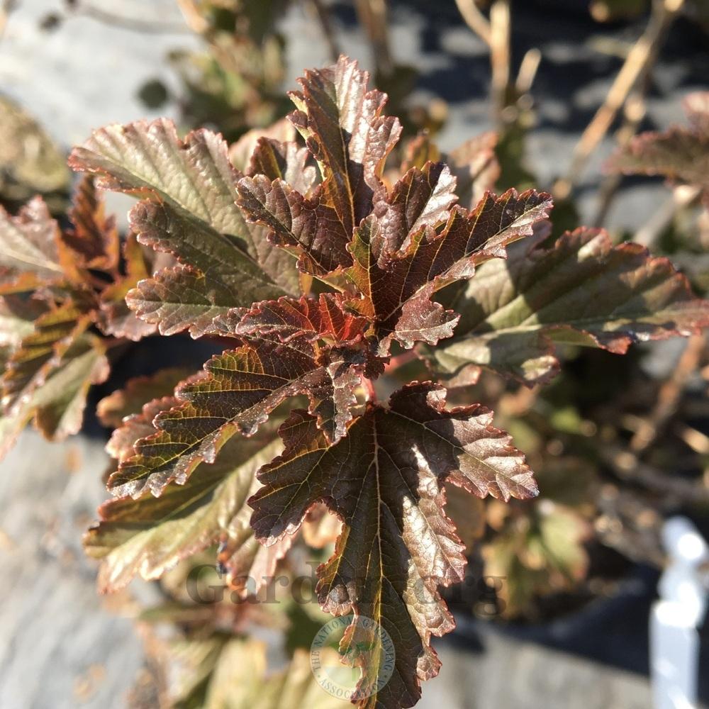 Eastern Ninebark (Physocarpus opulifolius Gumdrop™ Caramel Candy) in