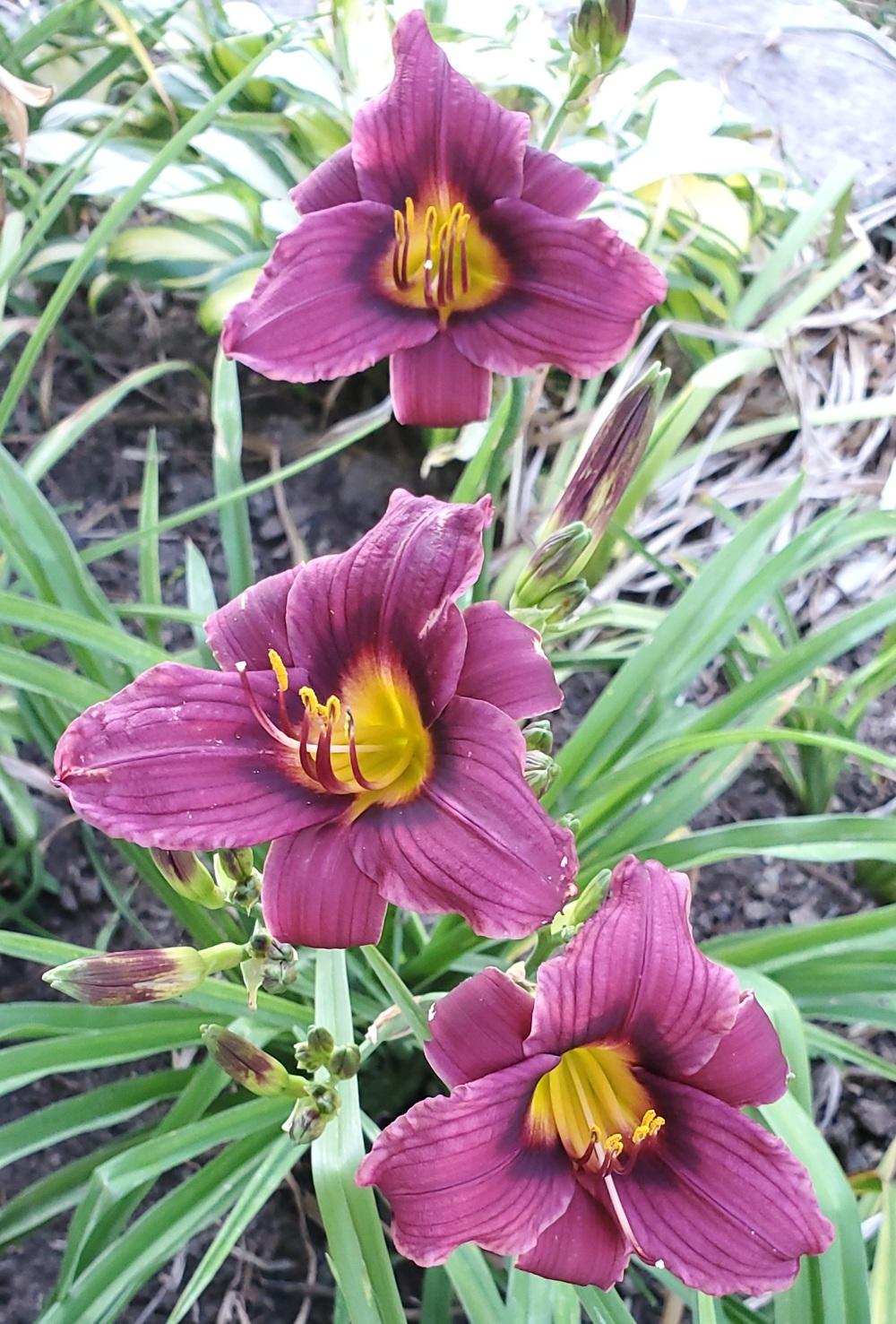 Photo of the bloom of Daylily (Hemerocallis 'Grape Magic') posted by ...