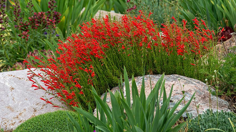 Rock Gardens forum: Suitable plants for a rock garden - Garden.org