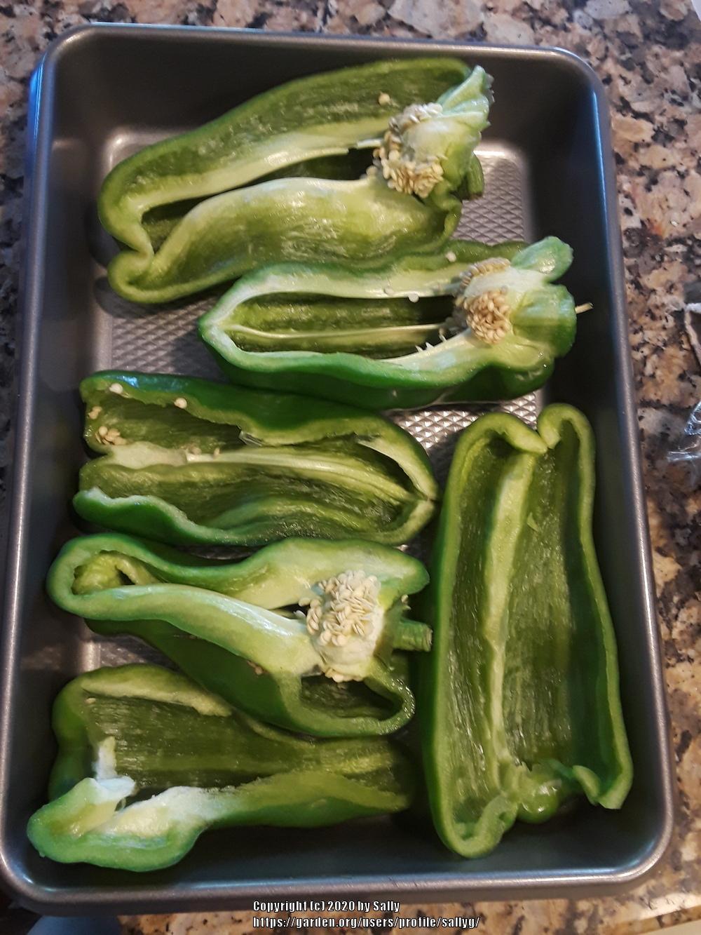 Bell Pepper (Capsicum annuum 'Big Bertha') in the Peppers