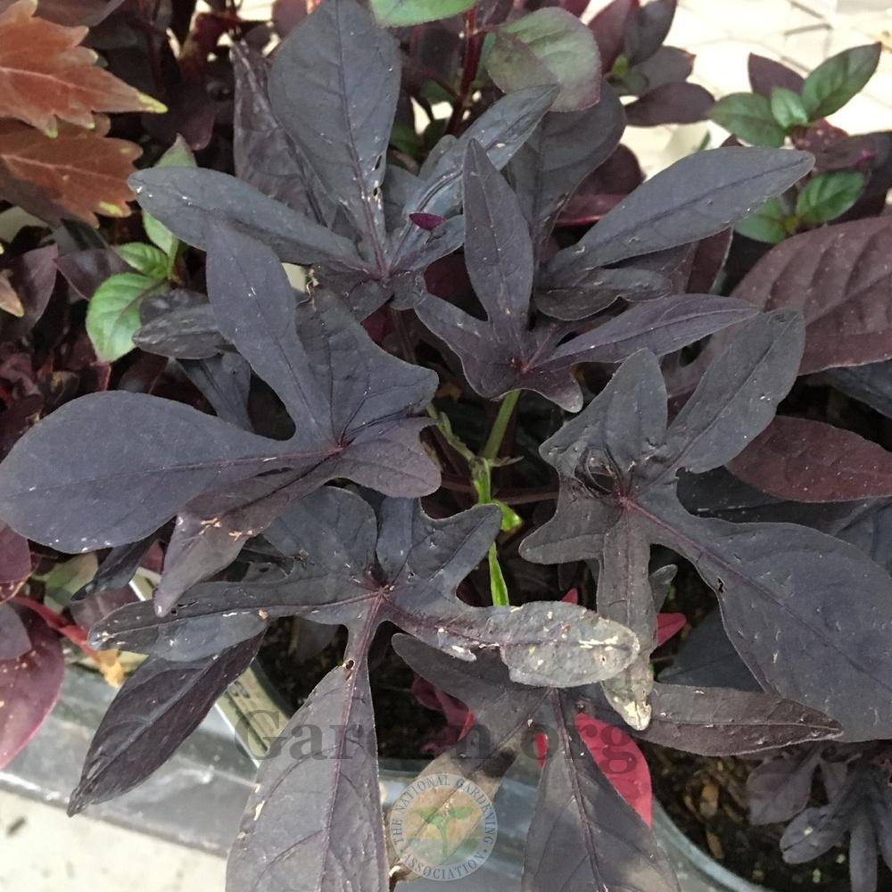 Ornamental Sweet Potato (Ipomoea batatas Sidekick™ Black) in the Sweet Potatoes Database