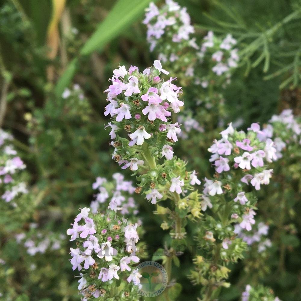 Photo of the bloom of Creeping Thyme (Thymus 'Doone Valley') posted by