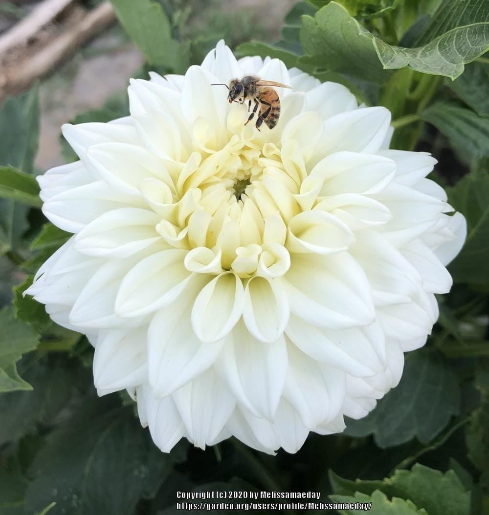 Dahlia �Blizzard� in the Dahlias Database