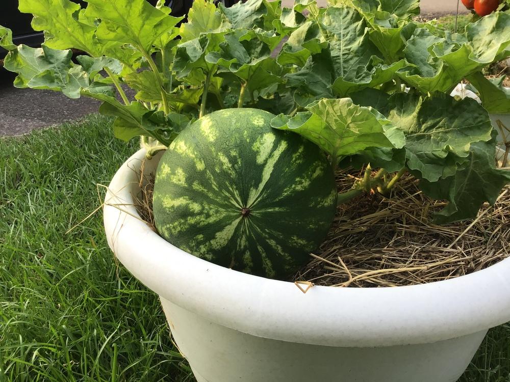 Watermelons Plant Care and Collection of Varieties