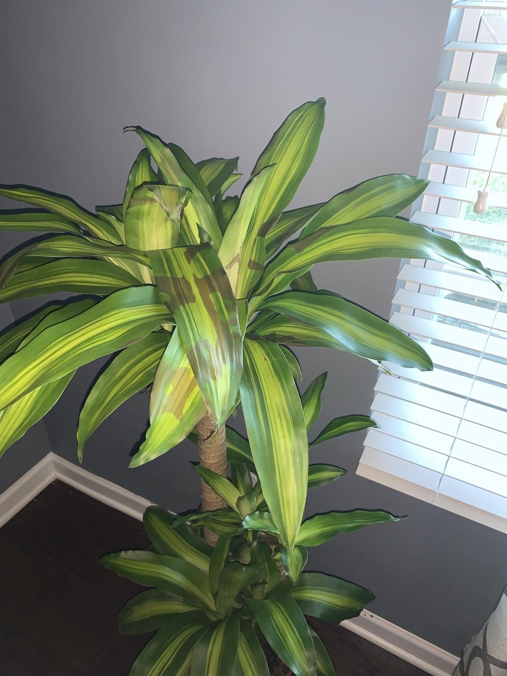 Mass caneleaves are turning brown in the Ask a Question forum