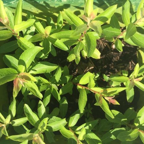 Giant Pussy Willow (Salix 'Winter Glory')