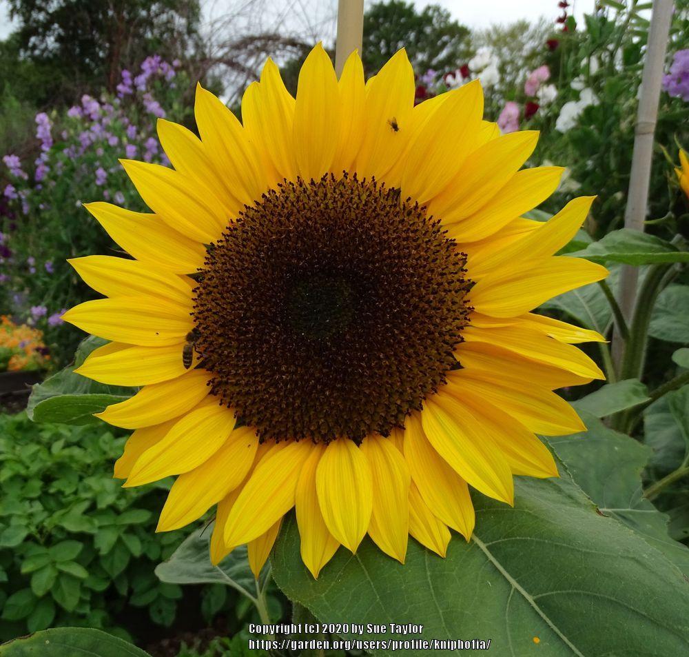 Photo of the bloom of Sunflower (Helianthus annuus 'Sunbright') posted