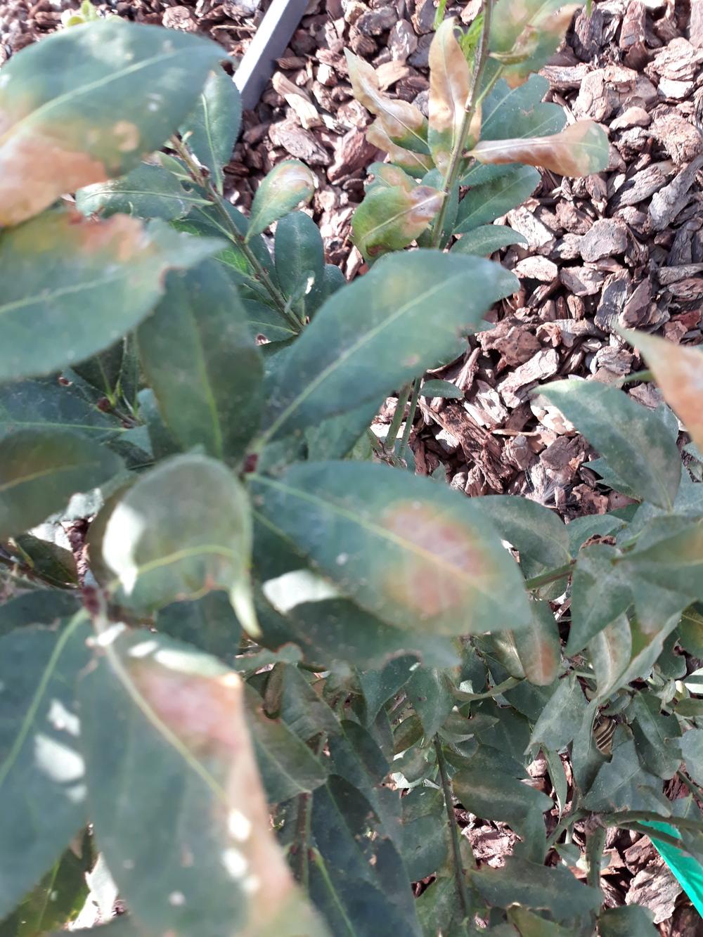 Burning bush dying in the Ask a Question forum - Garden.org