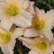 Location: Warne, NCDate: 2020-07-31