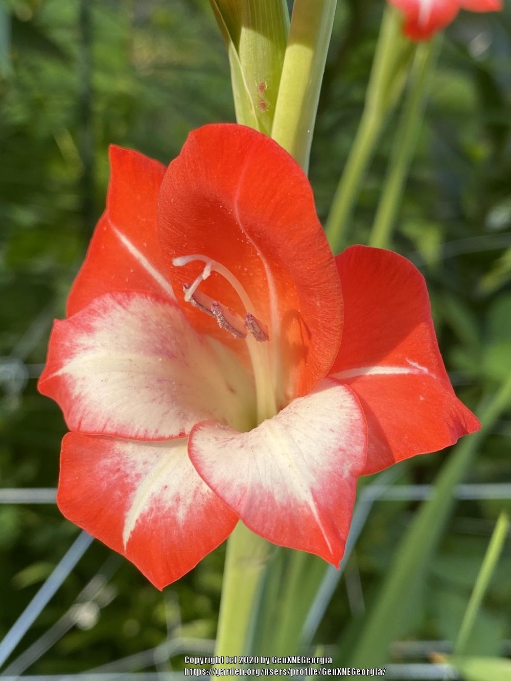 Gladiolus Plant Care and Collection of Varieties
