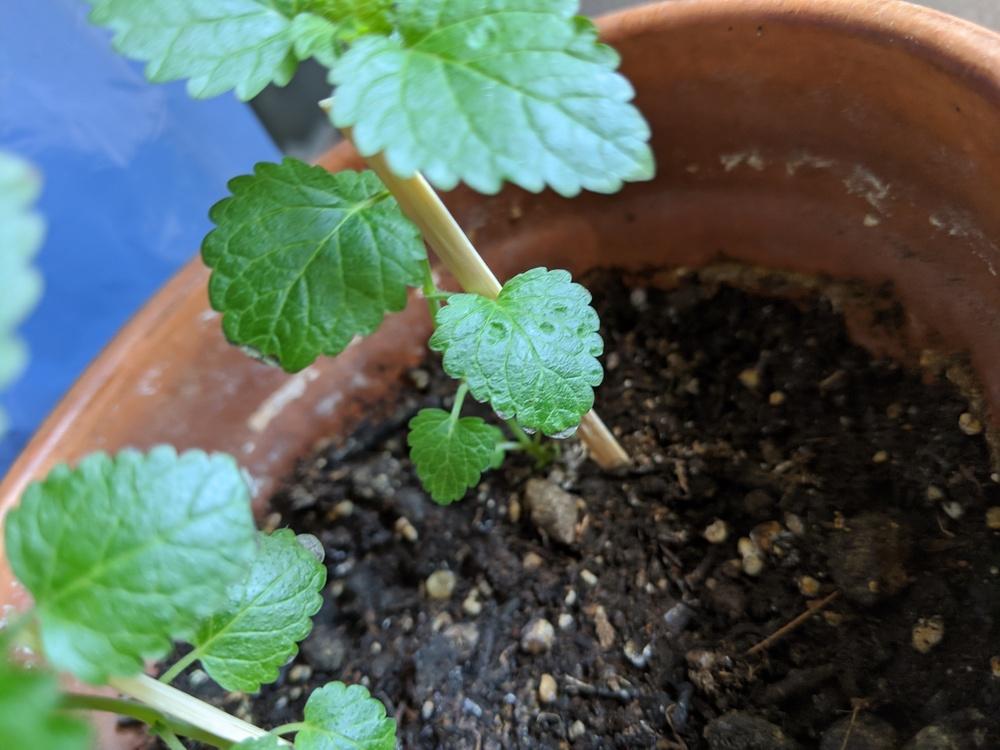 Brown Leaf Tips on Lemon Balms in the Houseplants forum