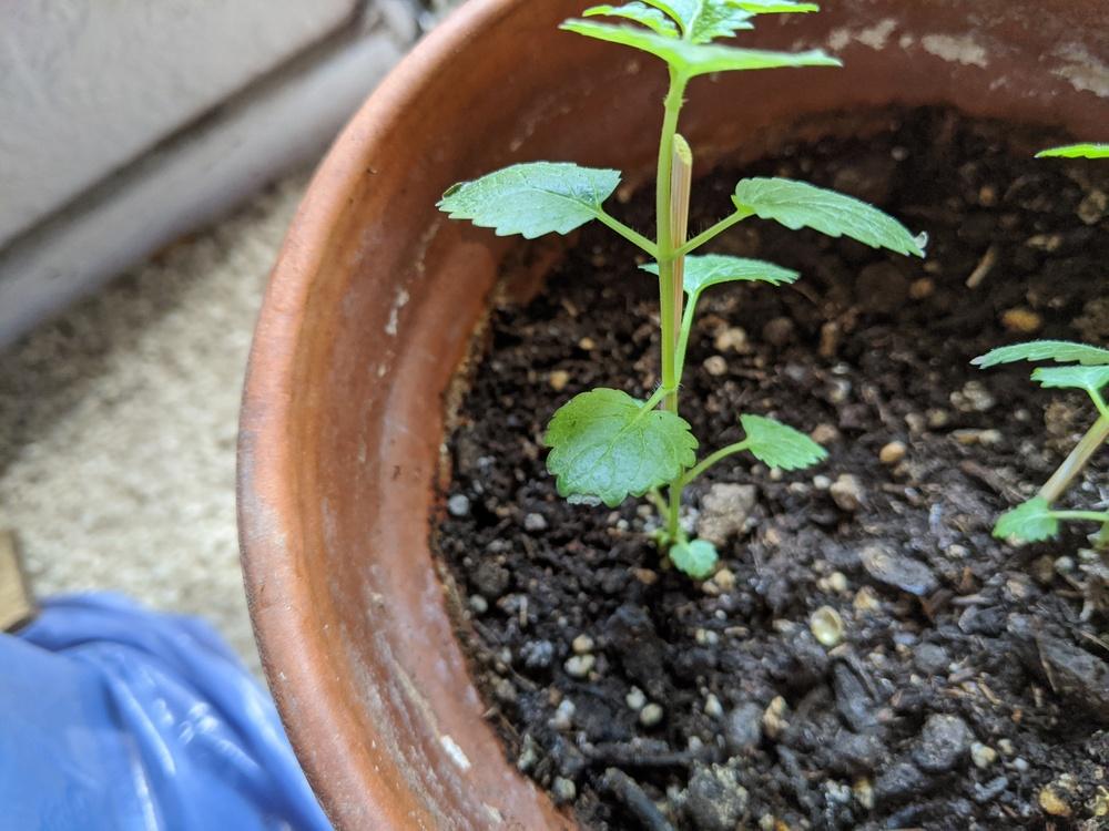 Brown Leaf Tips on Lemon Balms in the Houseplants forum
