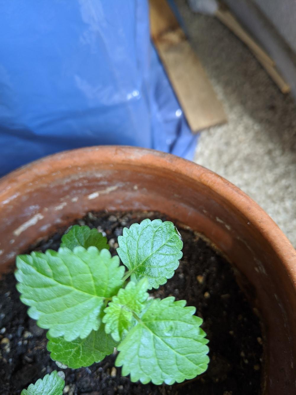 Brown Leaf Tips on Lemon Balms in the Houseplants forum
