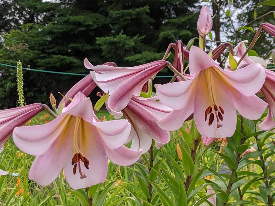 Photo of the bloom of Lily (Lilium 'Eastern Moon') posted by Joy