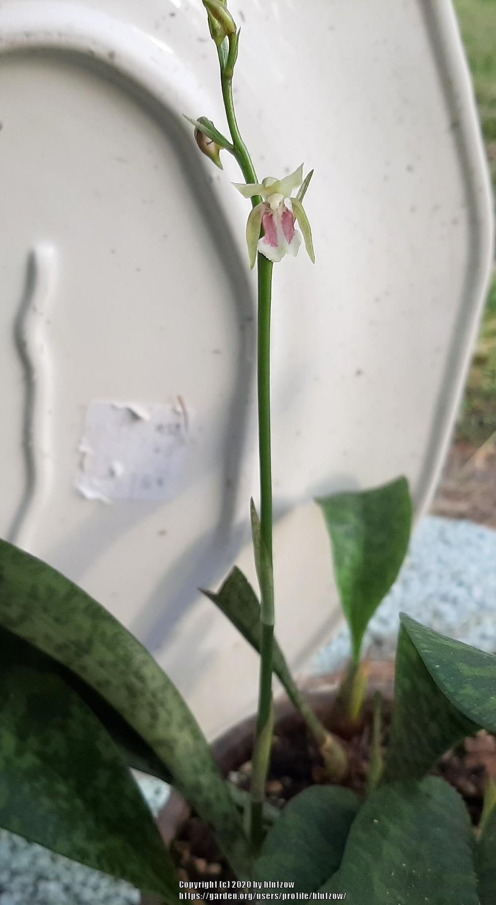 Photo of the bloom of Monk Orchid (Oeceoclades maculata) posted by