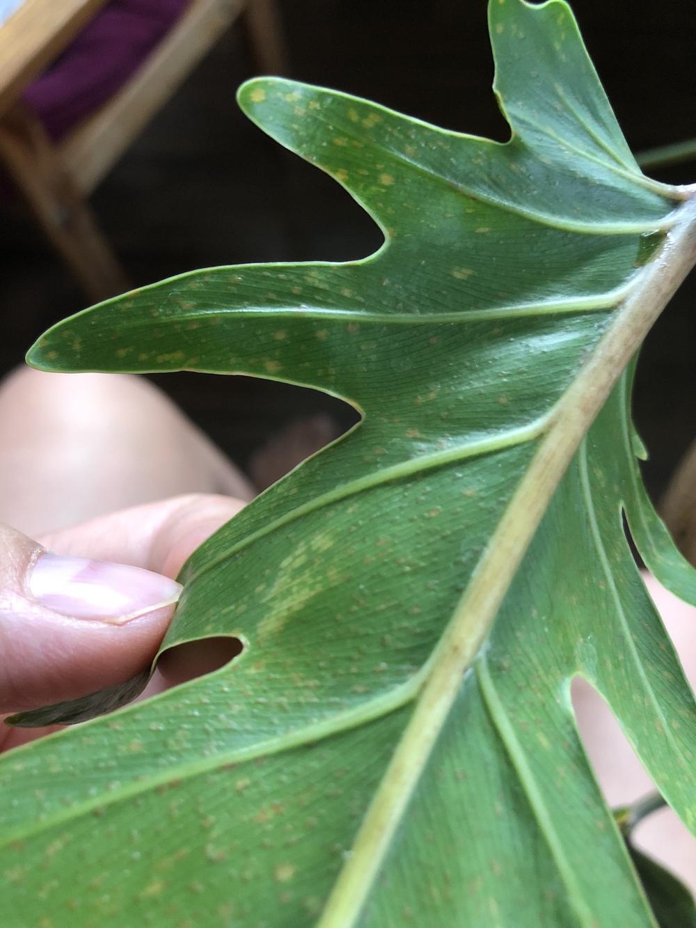 Yellow spots on my philodendron xanadu in the Houseplants forum