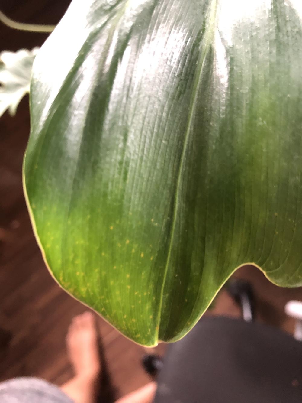 Yellow spots on my philodendron xanadu in the Houseplants forum