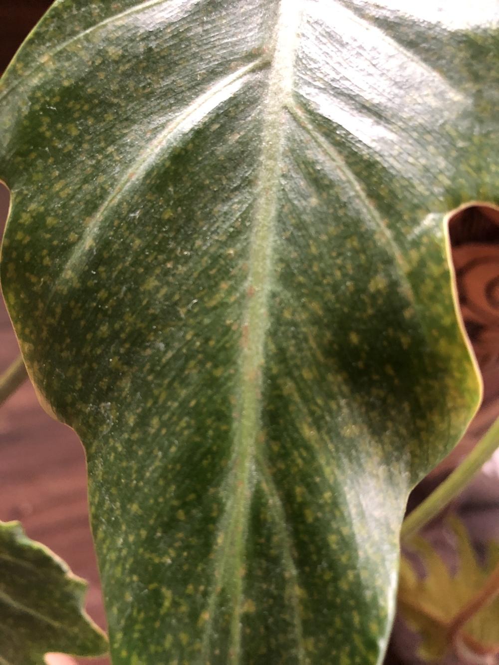 Yellow spots on my philodendron xanadu in the Houseplants forum