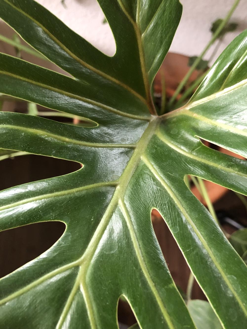 Yellow spots on my philodendron xanadu in the Houseplants forum