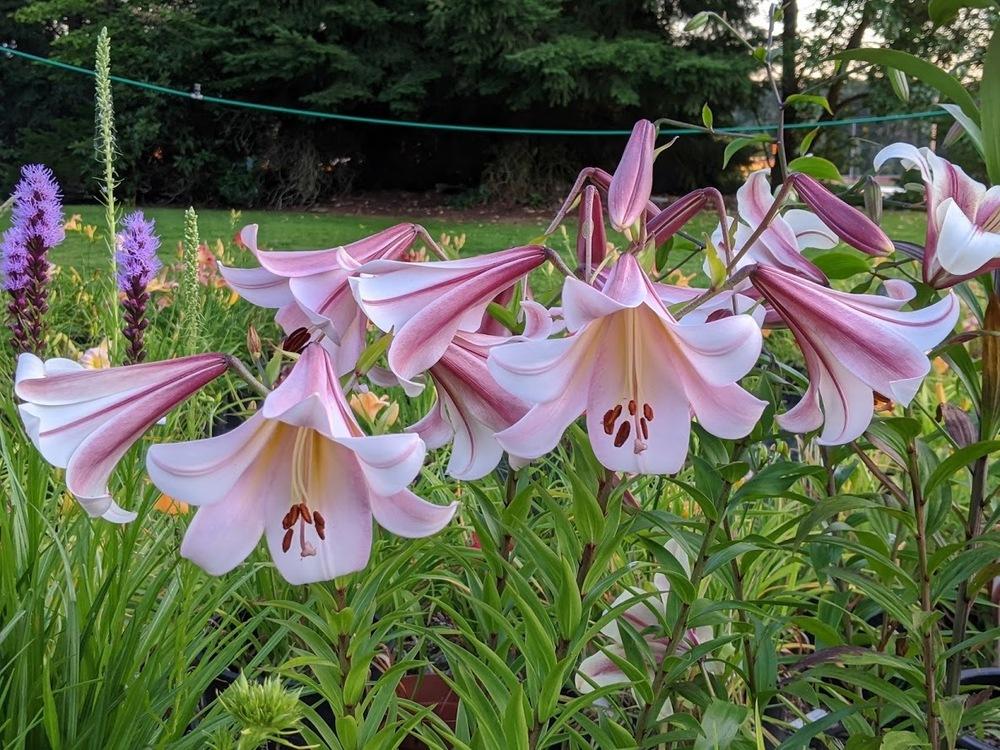 Photo of the entire plant of Lily (Lilium 'Eastern Moon') posted by Joy