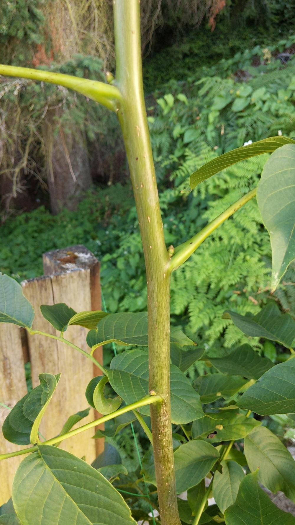 Tree ID in the Plant ID forum - Garden.org