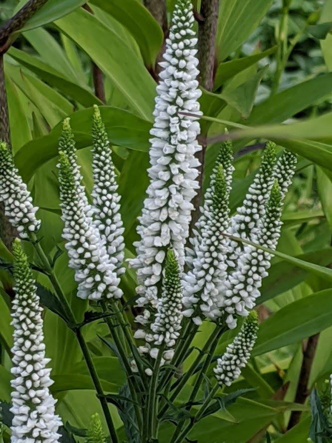 Garden Speedwell (Veronica longifolia First Lady) in the Veronicas