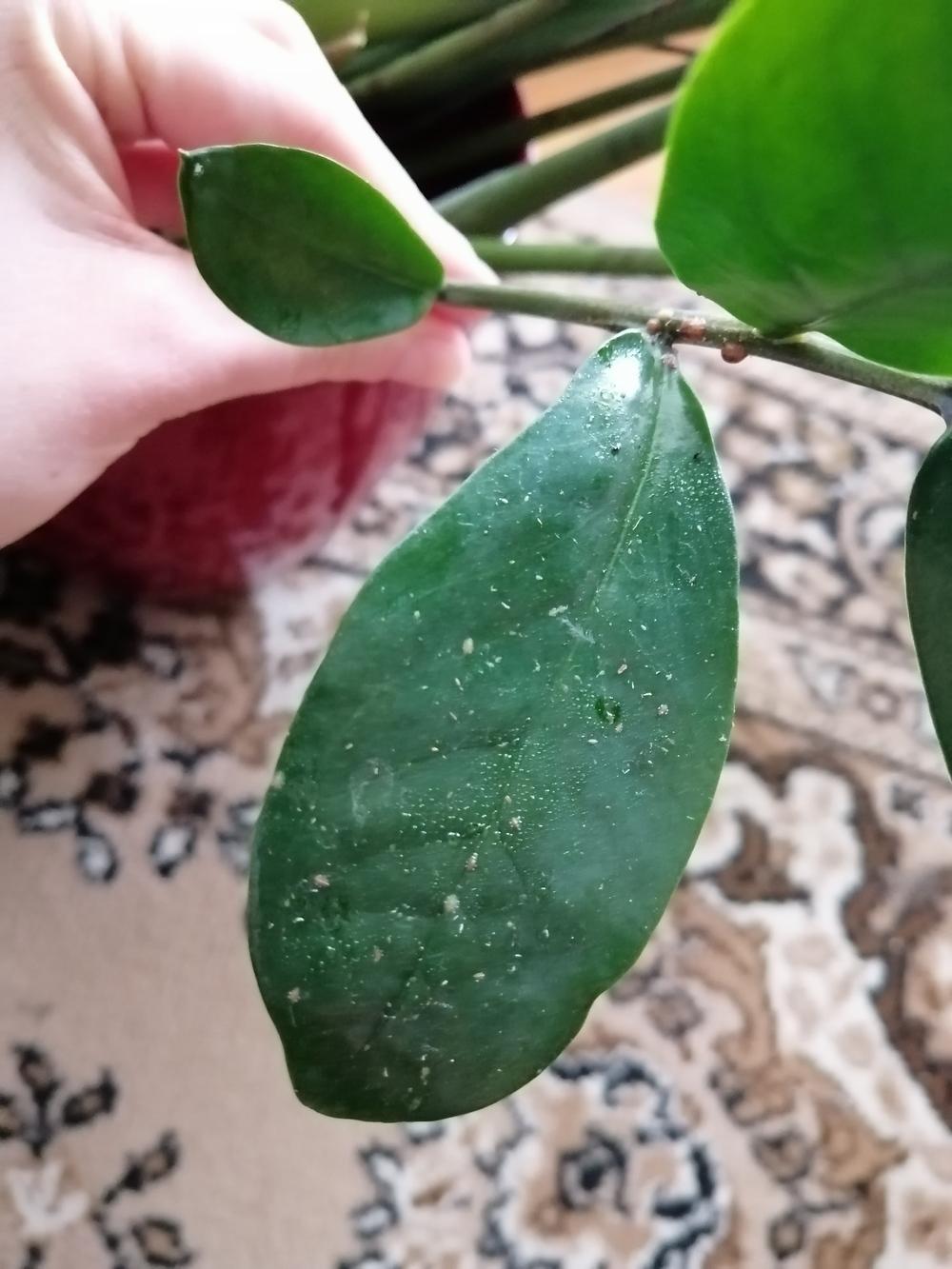 Brown spots and sticky leaves on my zz plant in the Pests and Diseases