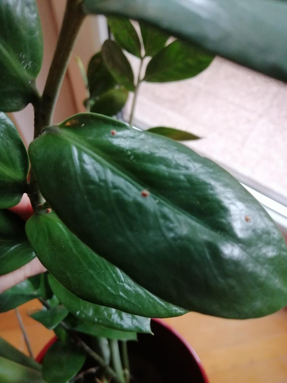 Brown spots and sticky leaves on my zz plant in the Pests and Diseases