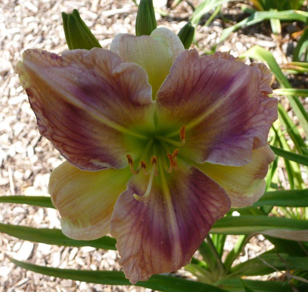 Daylily (Hemerocallis 'Schrodingers' Cat') in the Daylilies Database