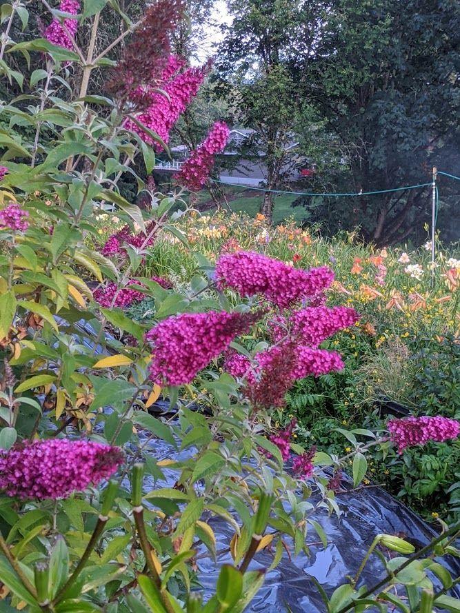 Photo of the bloom of Butterfly Bush (Buddleja davidii Buzz™ Hot